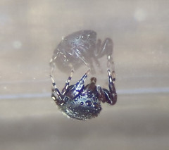 Sassacus cyaneus