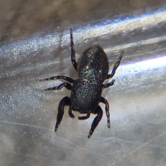 Sassacus cyaneus