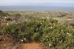 Calystegia macrostegia macrostegia