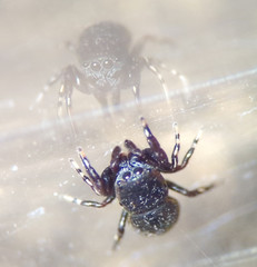 Sassacus cyaneus