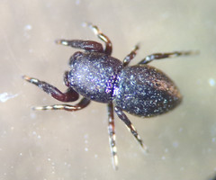 Sassacus cyaneus