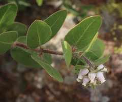 Arctostaphylos viridissima