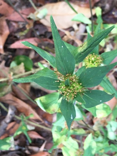 Mitracarpus hirtus iNat (1)