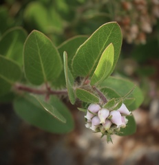 Arctostaphylos viridissima