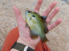 Lepomis auritus × macrochirus