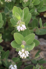Arctostaphylos viridissima