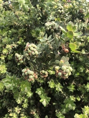 Arctostaphylos viridissima