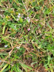 Emilia sonchifolia image