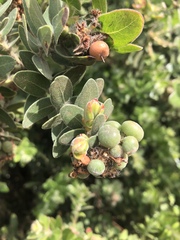 Arctostaphylos viridissima