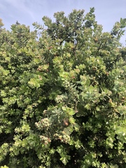 Arctostaphylos viridissima