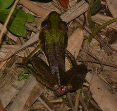 Lithobates vaillanti