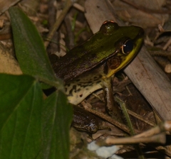 Lithobates vaillanti