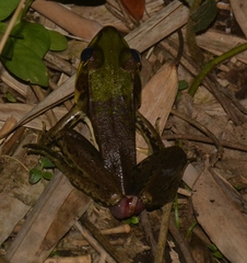 Lithobates vaillanti