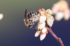 Colletes validus