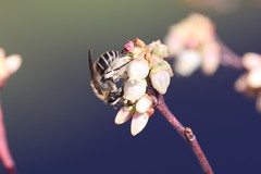 Colletes validus