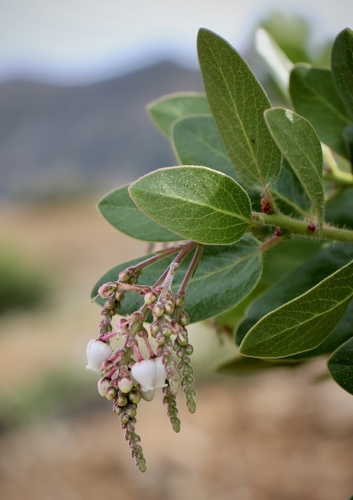 Canyon Sparkles Manzanita