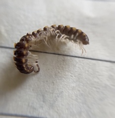 Chondromorpha xanthotricha