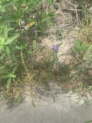 Triodanis lamprosperma