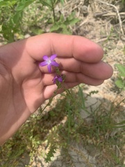 Triodanis lamprosperma