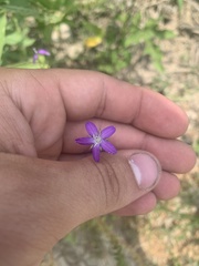 Triodanis lamprosperma