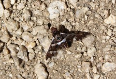 Exoprosopa caliptera