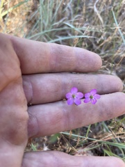 Phemeranthus parviflorus
