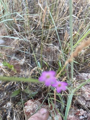 Phemeranthus parviflorus