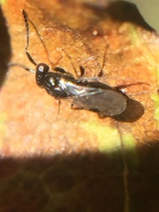 Dendrocerus
