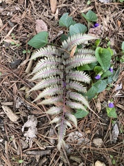 Athyrium niponicum