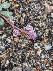 Calyptridium pulchellum