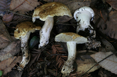 Tricholoma apium