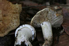 Tricholoma apium