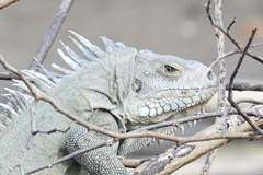 Iguana