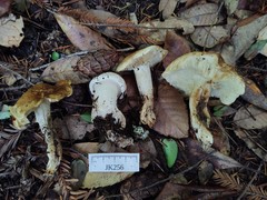 Tricholoma apium