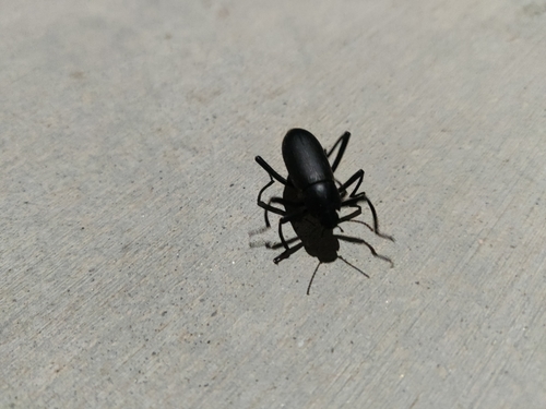 iNaturalist observation photo of Eleodes subcylindrica