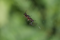 Micrathena swainsoni