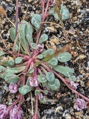 Calyptridium pulchellum