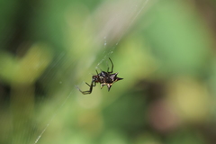 Micrathena swainsoni