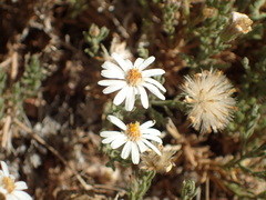 Chaetopappa ericoides