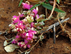 Gisekia pharnaceoides