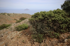 Arctostaphylos viridissima