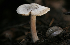 Inocybe asterospora