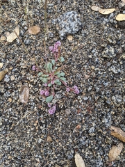 Calyptridium pulchellum