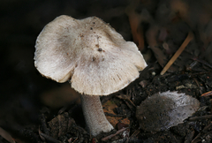 Inocybe asterospora