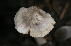 Inocybe asterospora