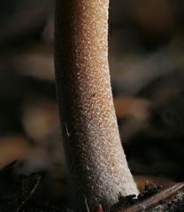 Inocybe asterospora