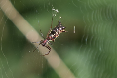 Micrathena swainsoni
