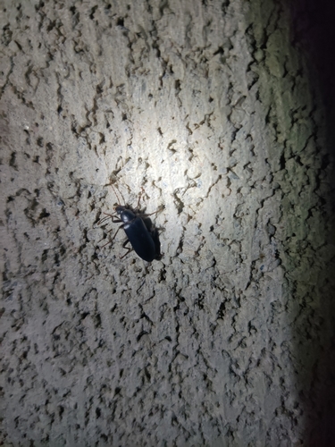 iNaturalist observation photo of Pimeliinae