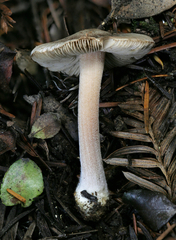 Inocybe asterospora