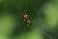 Micrathena swainsoni